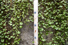 Load image into Gallery viewer, Λαμπάδα βάπτισης  με μπλε αστερίες και κοχύλια