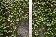 Load image into Gallery viewer, Λαμπάδα βάπτισης με  αστερίες και κοχύλια