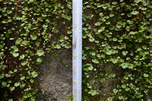 Load image into Gallery viewer, Λαμπάδα βάπτισης  με αστερίες και κοχύλια